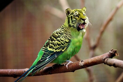 colorful bird with tiger's head