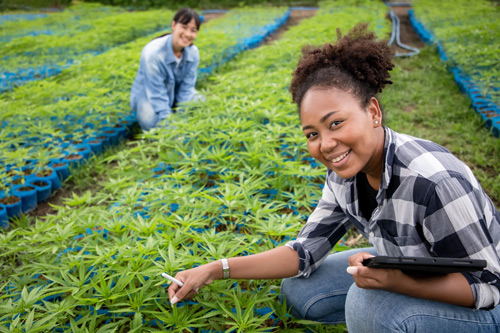 cannabis cultivation