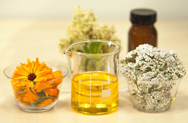 Filipendula ulmaria, Meadowsweet, in beakers